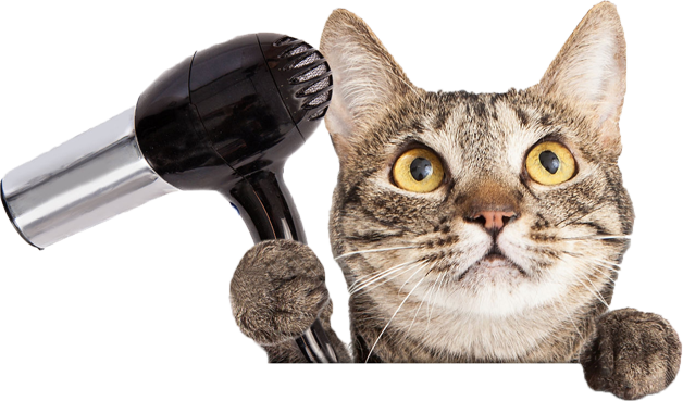 Cat Friendly Grooming