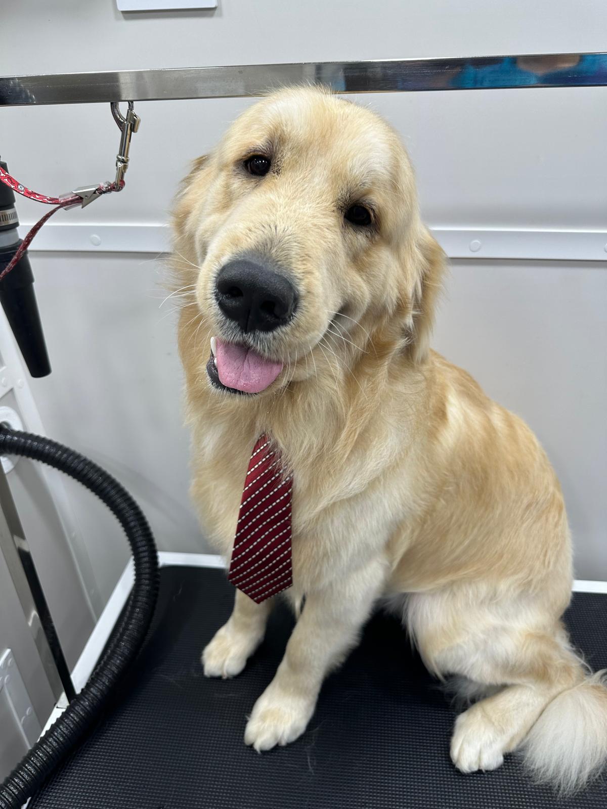 Happy pet after grooming