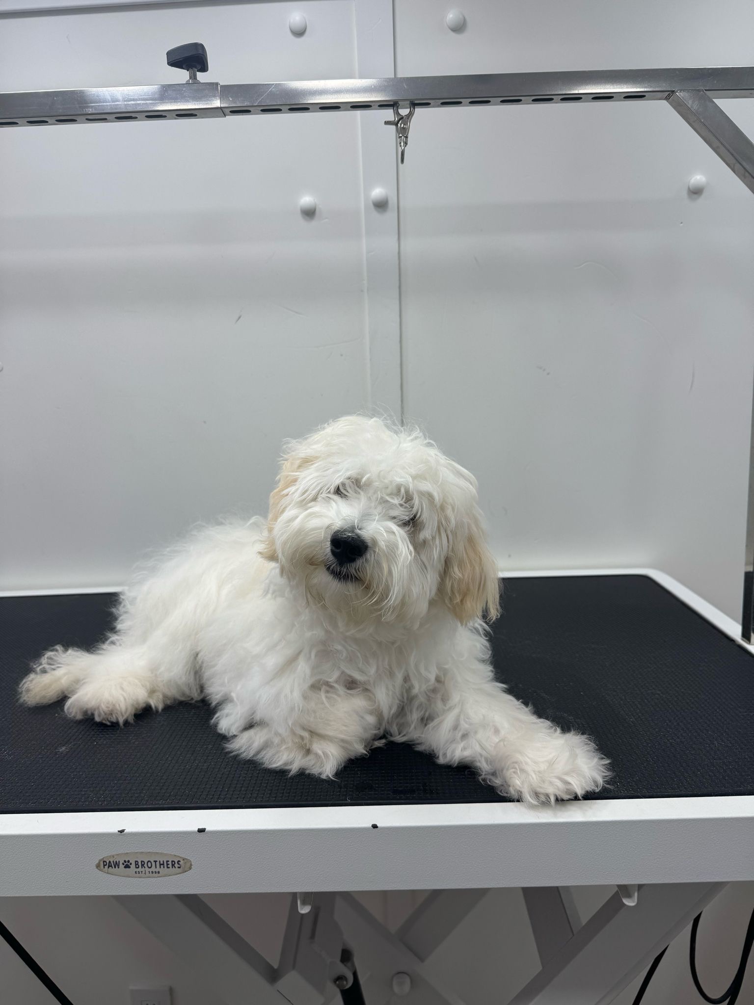 Coco before