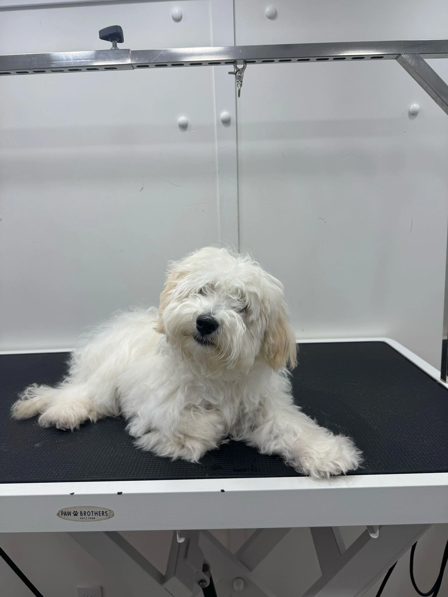 Coco before