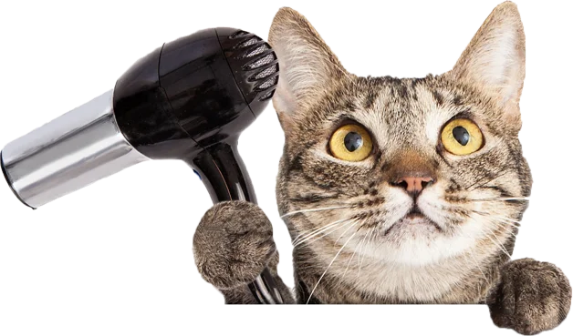 Cat Friendly Grooming