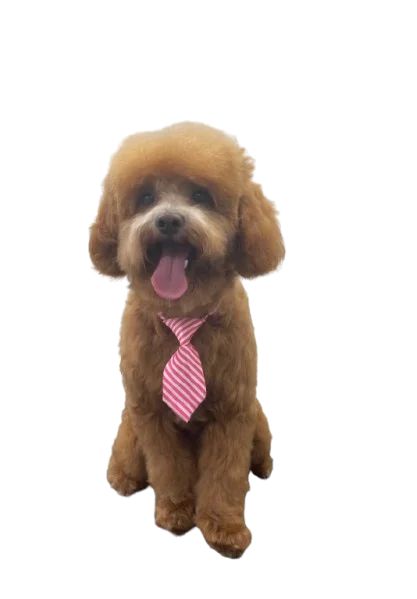Luxury Mobile Pet Grooming