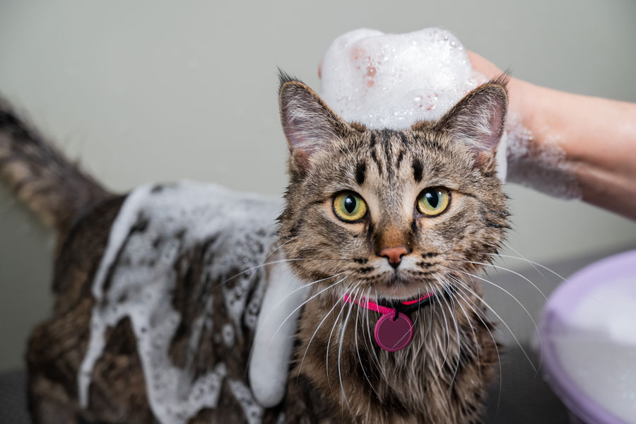 Premium Cat Grooming