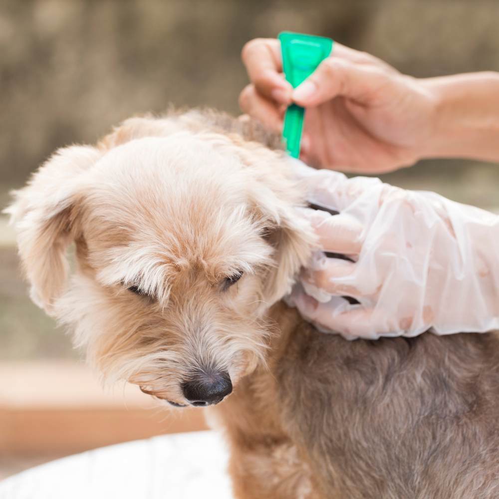 Flea & Tick Treatment