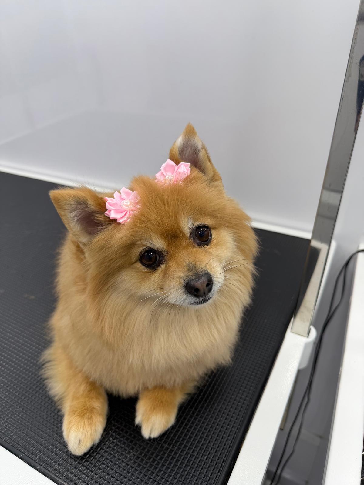 Full Grooming Experience